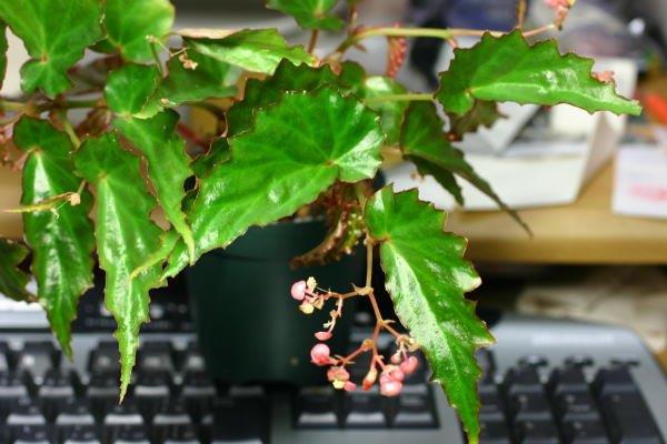 B. borneensis